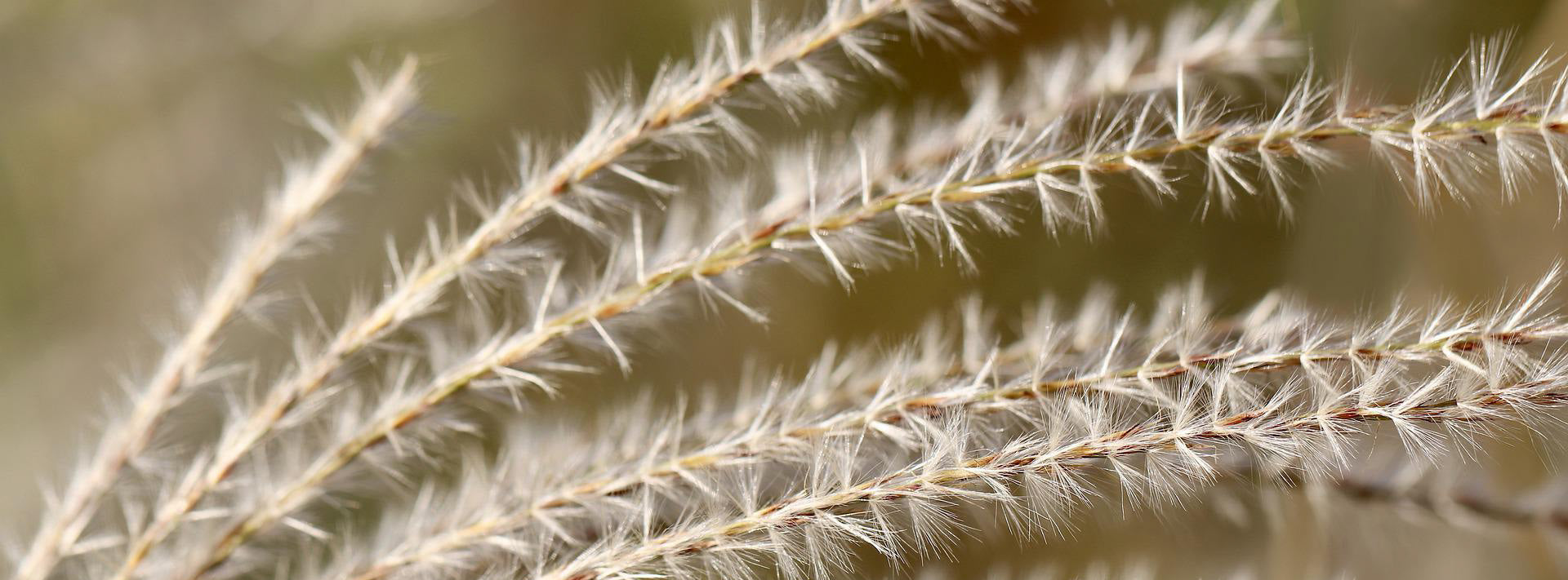 秋の草花 秋草-akikusa – obico