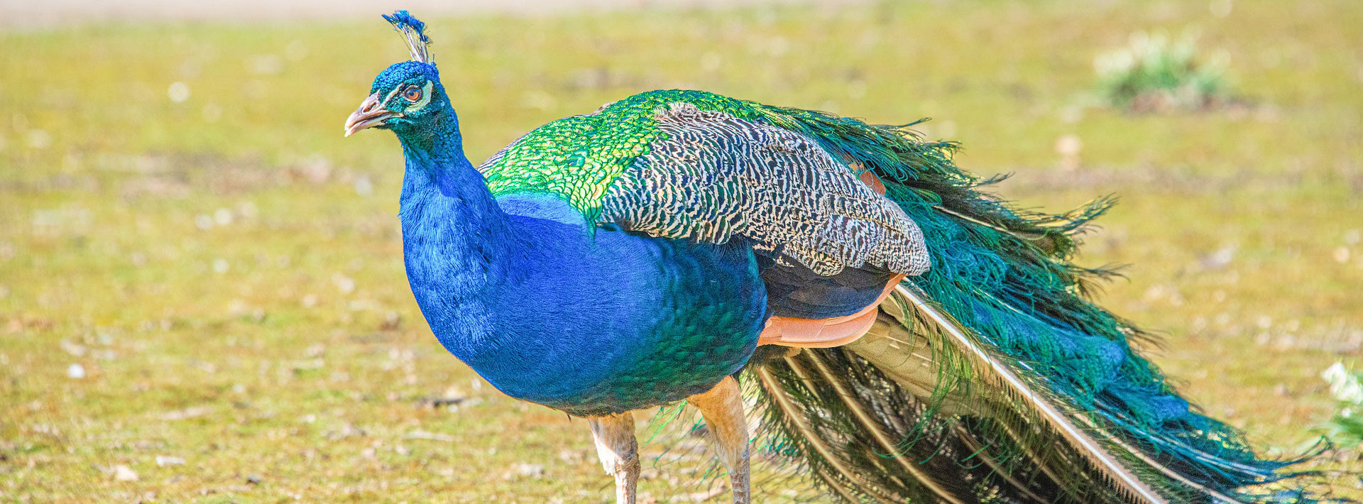 孔雀-peacock – obico